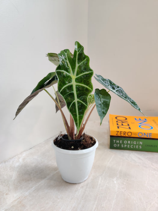 Indoor Alocasia Elephant Ear with arrow-shaped leaves