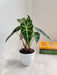 Indoor Alocasia Elephant Ear with arrow-shaped leaves