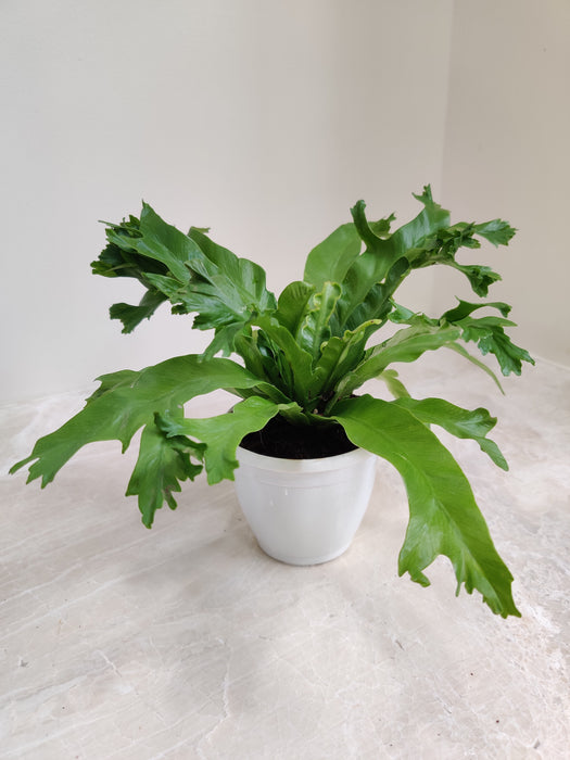 Asplenium-Crissie-Fern-Home-Decor