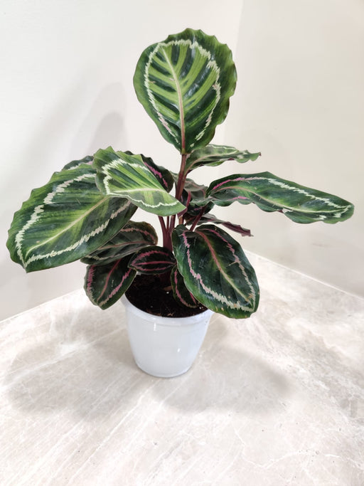 Lush Calathea Roseopicta Illustris with Vibrant Patterned Leaves