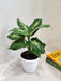Dieffenbachia Sublime Potted Plant for Home