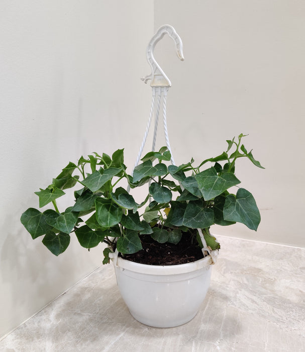 Indoor English Ivy Plant in decorative hanging pot for modern homes.