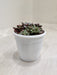 Sedum-Commixtum-Healthy-Growth-Indoor-Succulent