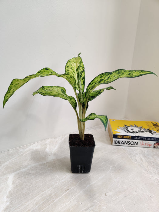 aglaonema star bright Dieffenbachia 'Star Bright'