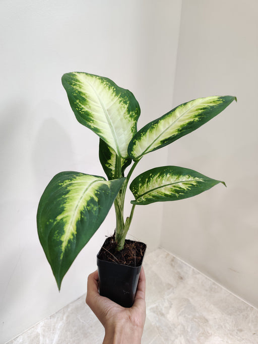 dieffenbachia sparkle plant Buy Dieffenbachia Sparkle Plant Online India