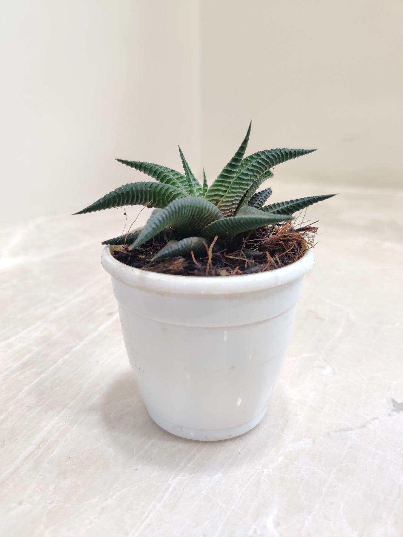 Succulent Haworthia