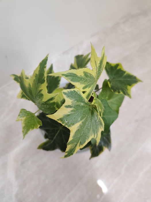 Elegant Variegated Ivy plant ideal for desk decor