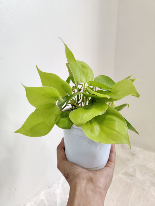 Indoor Lush Philodendron Brasil Plant