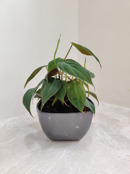 Red Philodendron Oxycardium plant in grey pot for corporate gifting