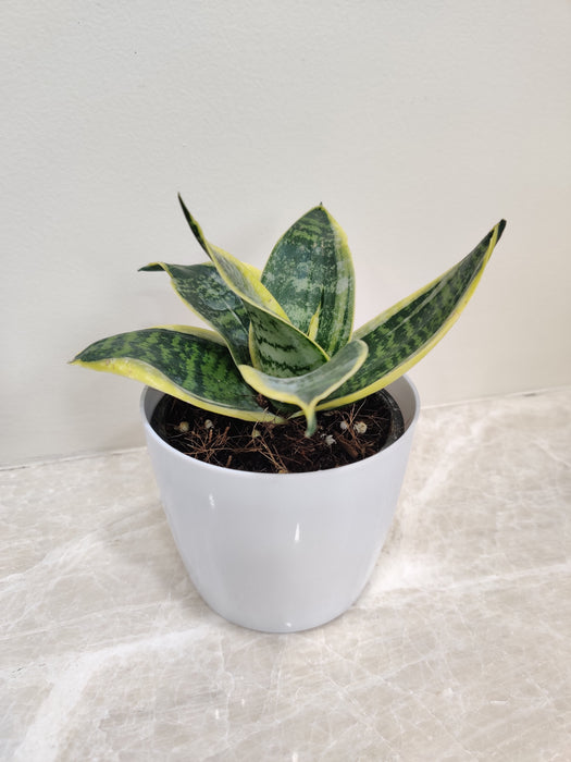 Snake Plant for Office Desk, Hardy and Aesthetic