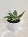 Snake Plant for Office Desk, Hardy and Aesthetic