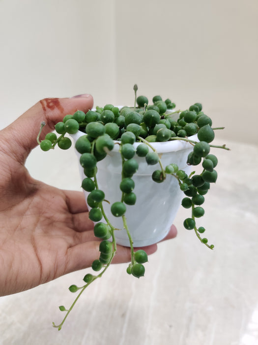 Lush-Trailing-Senecio-Indoor-Succulent