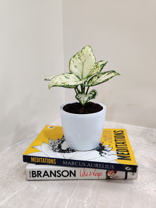 Lush-Aglaonema-Super-White-Office-Decor