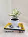 Lush-Aglaonema-Super-White-Office-Decor