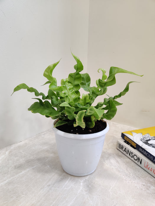 asplenium indoor plant Buy Asplenium Crispy Wave Fern Online