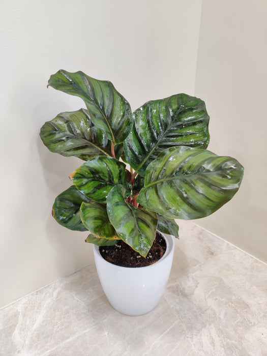 Decorative-Calathea-Rose-Apple-Plant-for-home-office