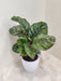 Decorative-Calathea-Rose-Apple-Plant-for-home-office