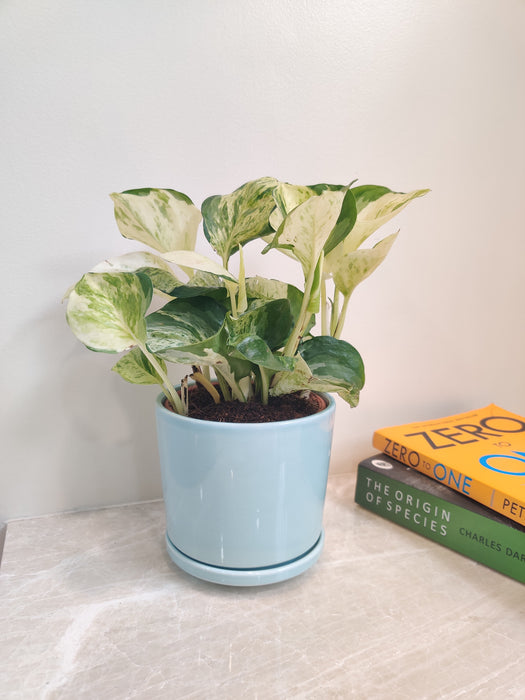 Marble Money Plant in a blue ceramic pot