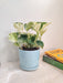 Marble Money Plant in a blue ceramic pot