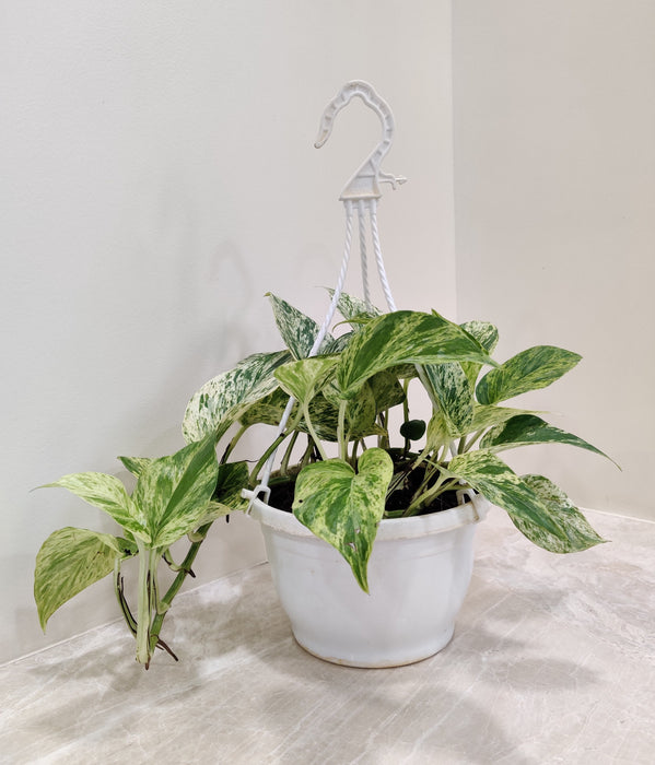 Best-selling Money Plant Marble with white hanging hook for Indian 