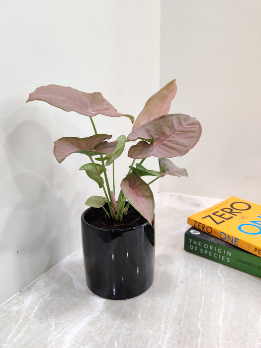 Pink Syngonium housed in a black ceramic pot.