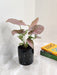 Pink Syngonium housed in a black ceramic pot.