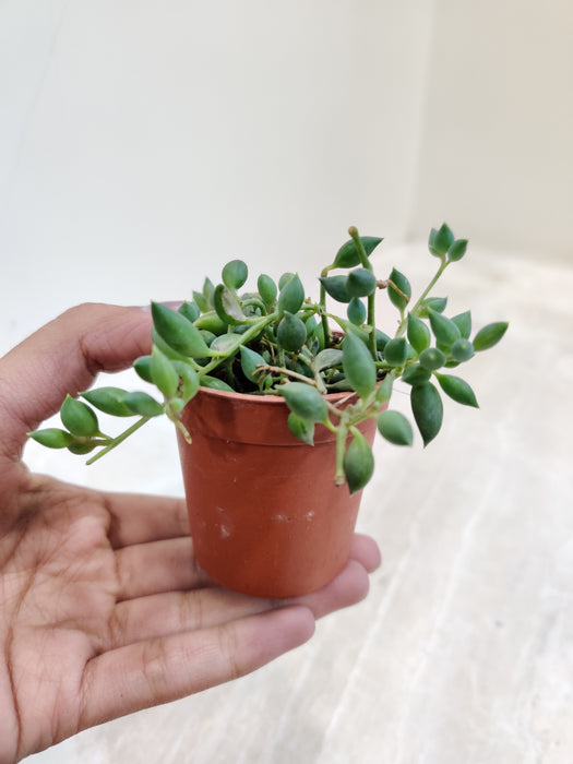 Air Purifying String of Tears Indoor Succulent