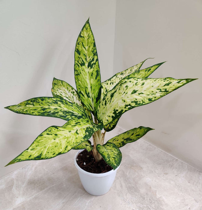 Lush Dieffenbachia Starbright with Yellow and Green Leaves