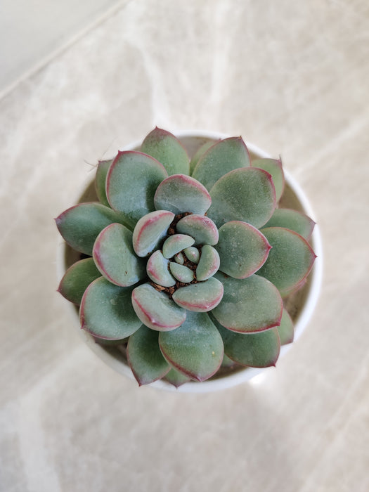 Pink Edged Ice Echeveria Foliage