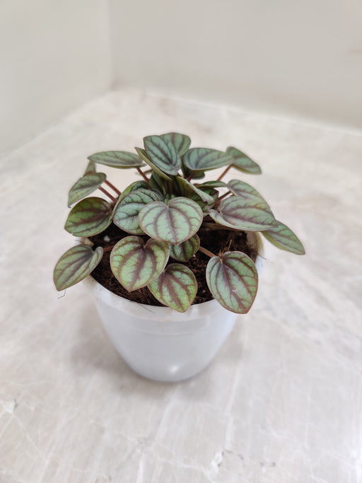 Compact Peperomia Piccolo for Small Spaces