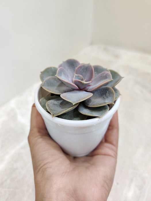 Echeveria-Pearl-Home-Decor-Indoor-Succulent