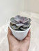Echeveria-Pearl-Home-Decor-Indoor-Succulent