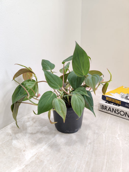 Philodendron Micans Houseplant in Pot