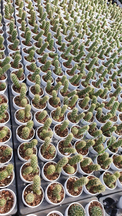 Mamillaria Elongata Lemon 7 cm pot