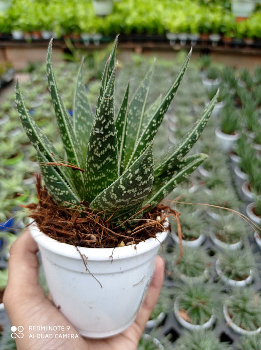 Haworthia Aloe Tiki 7 cm pot