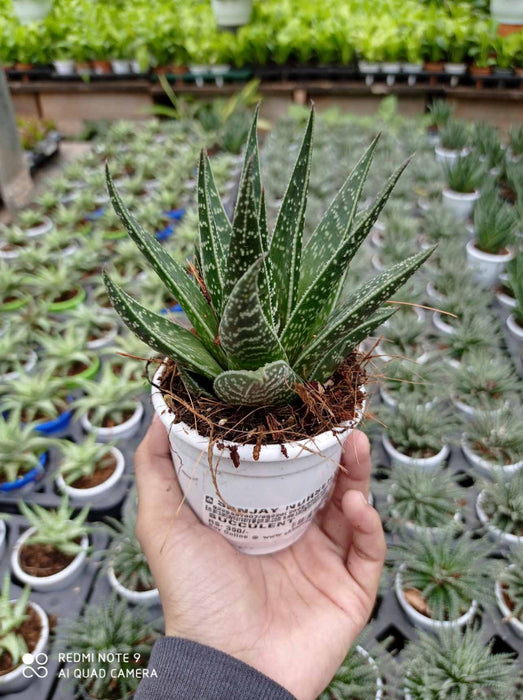 Haworthia Aloe Tiki 7 cm pot