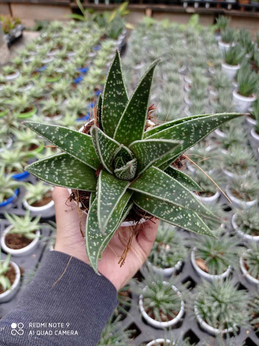 Haworthia Aloe Tiki 7 cm pot
