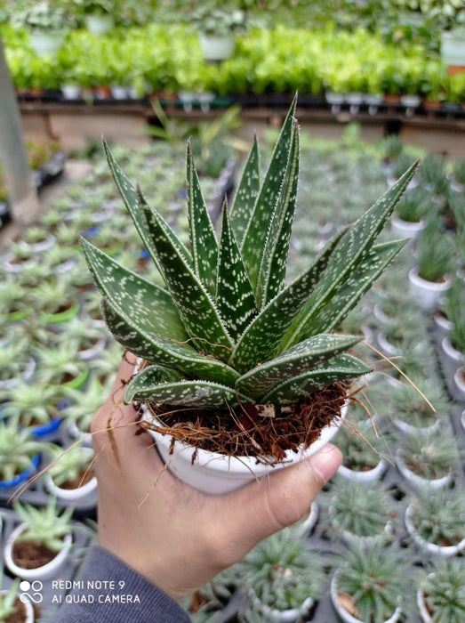 Haworthia Aloe Tiki 7 cm pot
