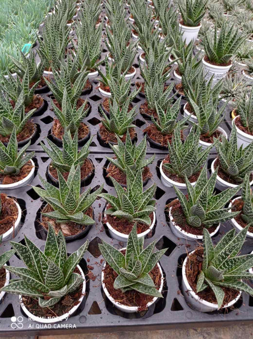 Haworthia Aloe Tiki 7 cm pot