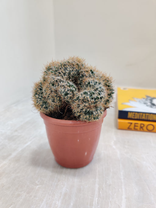 Brain cactus indoor plant