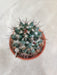 Compact Mammillaria Erythra cactus for home gardens