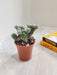 Petite green Mammillaria Gracilis on desk"
