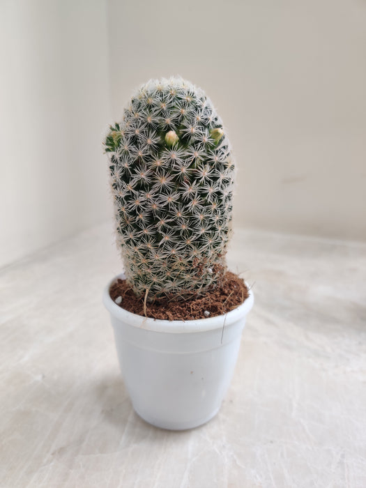 Solo Green Mammillaria Cactus in White Pot