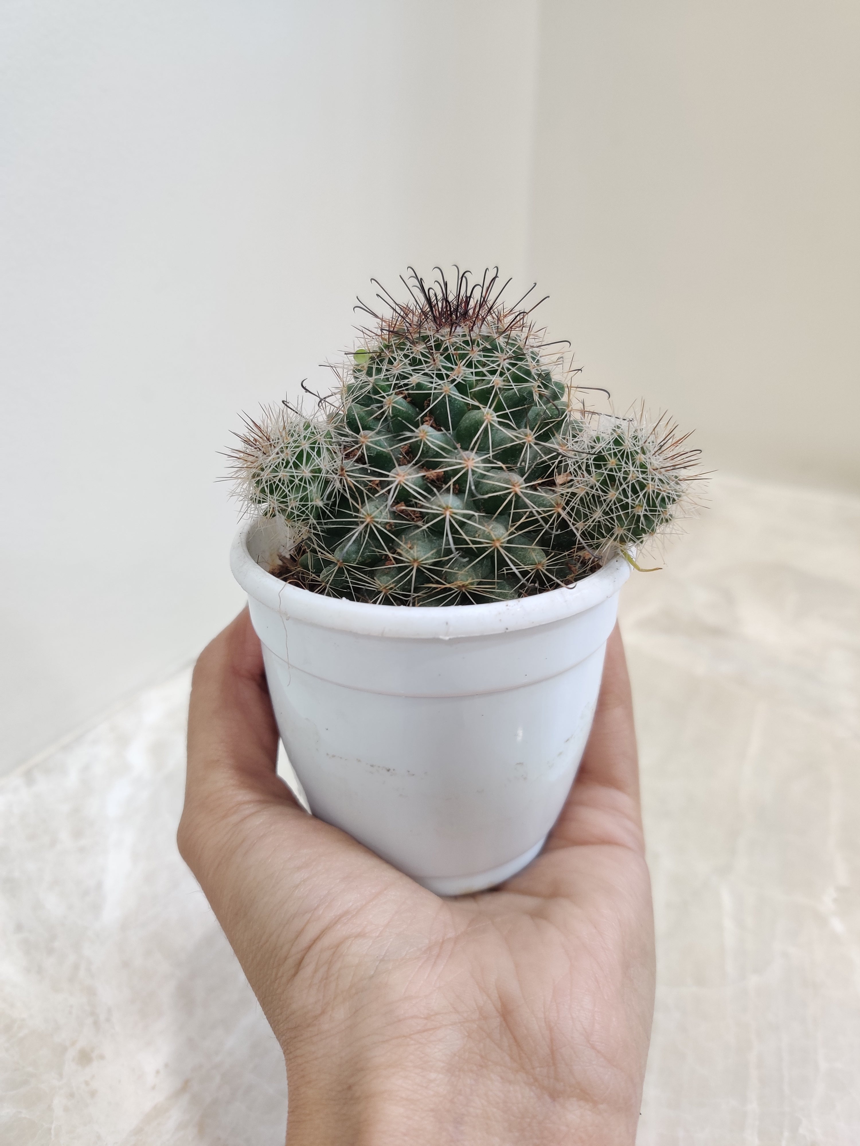 Buy Sheldonii Cactus Online