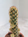 Copper-Toned Mammillaria Cactus Indoor
