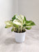 Epipremnum Aureum  Manjula in White Pot Indoor plant
