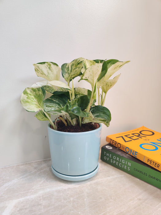 Marble Money Plant as a perfect desk accessory