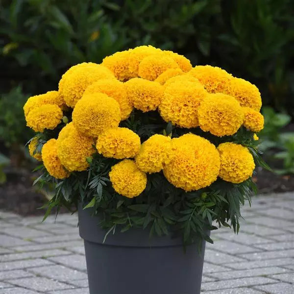 Marigold African Marvel II Gold Flower Seeds