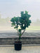 Indoor tree-style Ficus Lyrata placed in home garden