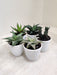 5 Aloe Indoor Succulent Plants Assortment